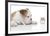 Puppies 008-Andrea Mascitti-Framed Photographic Print