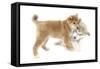 Puppies 010-Andrea Mascitti-Framed Stretched Canvas