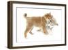 Puppies 010-Andrea Mascitti-Framed Photographic Print