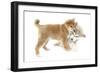 Puppies 010-Andrea Mascitti-Framed Photographic Print