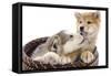 Puppies 011-Andrea Mascitti-Framed Stretched Canvas