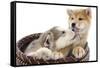 Puppies 011-Andrea Mascitti-Framed Stretched Canvas