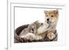 Puppies 011-Andrea Mascitti-Framed Photographic Print