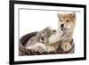 Puppies 011-Andrea Mascitti-Framed Photographic Print