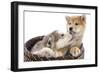 Puppies 011-Andrea Mascitti-Framed Photographic Print