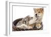 Puppies 011-Andrea Mascitti-Framed Photographic Print