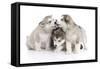 Puppies 012-Andrea Mascitti-Framed Stretched Canvas