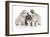 Puppies 012-Andrea Mascitti-Framed Photographic Print