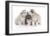 Puppies 012-Andrea Mascitti-Framed Photographic Print