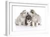 Puppies 012-Andrea Mascitti-Framed Photographic Print