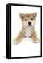 Puppies 017-Andrea Mascitti-Framed Stretched Canvas