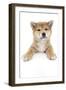 Puppies 017-Andrea Mascitti-Framed Photographic Print