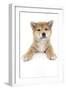 Puppies 017-Andrea Mascitti-Framed Photographic Print