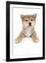 Puppies 017-Andrea Mascitti-Framed Photographic Print