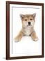 Puppies 017-Andrea Mascitti-Framed Photographic Print
