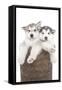 Puppies 018-Andrea Mascitti-Framed Stretched Canvas