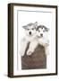Puppies 018-Andrea Mascitti-Framed Photographic Print
