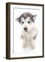 Puppies 019-Andrea Mascitti-Framed Photographic Print