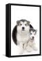 Puppies 020-Andrea Mascitti-Framed Stretched Canvas
