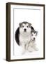 Puppies 020-Andrea Mascitti-Framed Photographic Print
