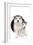 Puppies 020-Andrea Mascitti-Framed Photographic Print