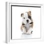 Puppies 021-Andrea Mascitti-Framed Photographic Print