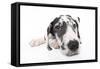 Puppies 025-Andrea Mascitti-Framed Stretched Canvas