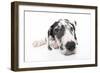 Puppies 025-Andrea Mascitti-Framed Photographic Print