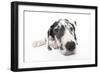 Puppies 025-Andrea Mascitti-Framed Photographic Print