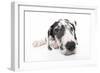 Puppies 025-Andrea Mascitti-Framed Photographic Print