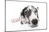 Puppies 025-Andrea Mascitti-Mounted Photographic Print