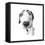 Puppies 027-Andrea Mascitti-Framed Stretched Canvas