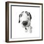 Puppies 027-Andrea Mascitti-Framed Photographic Print