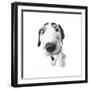 Puppies 027-Andrea Mascitti-Framed Photographic Print