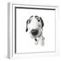 Puppies 027-Andrea Mascitti-Framed Photographic Print