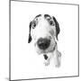 Puppies 027-Andrea Mascitti-Mounted Photographic Print