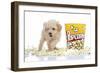 Puppies 028-Andrea Mascitti-Framed Photographic Print