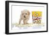 Puppies 028-Andrea Mascitti-Framed Photographic Print