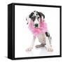 Puppies 031-Andrea Mascitti-Framed Stretched Canvas