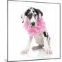 Puppies 031-Andrea Mascitti-Mounted Photographic Print