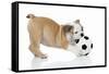 Puppies 033-Andrea Mascitti-Framed Stretched Canvas