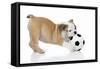 Puppies 033-Andrea Mascitti-Framed Stretched Canvas