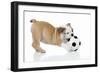 Puppies 033-Andrea Mascitti-Framed Photographic Print