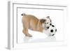 Puppies 033-Andrea Mascitti-Framed Photographic Print