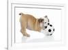 Puppies 033-Andrea Mascitti-Framed Photographic Print