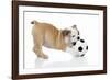 Puppies 033-Andrea Mascitti-Framed Photographic Print