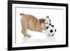 Puppies 033-Andrea Mascitti-Framed Photographic Print