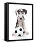 Puppies 036-Andrea Mascitti-Framed Stretched Canvas
