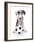 Puppies 036-Andrea Mascitti-Framed Photographic Print