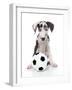 Puppies 036-Andrea Mascitti-Framed Photographic Print